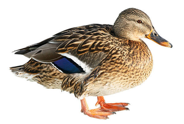 Canard fermier